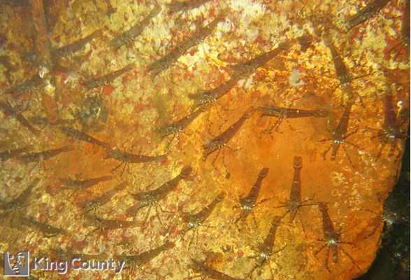 Photo of Pandalus platyceros